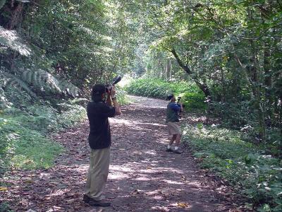 Nilo Arribas fires away at a SPOTTED WOOD-KINGFISHER, while I look for a better angle,  halfway up the slopes of Mt. Makiling.
Photo by Jeff Carig, using a Sony FD 95