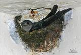 Glossy Swiftlet
Scientific name - Collocalia esculenta
Habitat - Common, from sea coasts to mountains.
