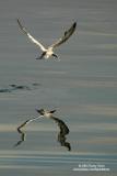 Whiskered Tern
Scientific name: Chlidonias hybridus
Habitat: Bays, tidal flats to ricefields.