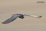 Whiskered Tern
Scientific name: Chlidonias hybridus
Habitat: Bays, tidal flats to ricefields.