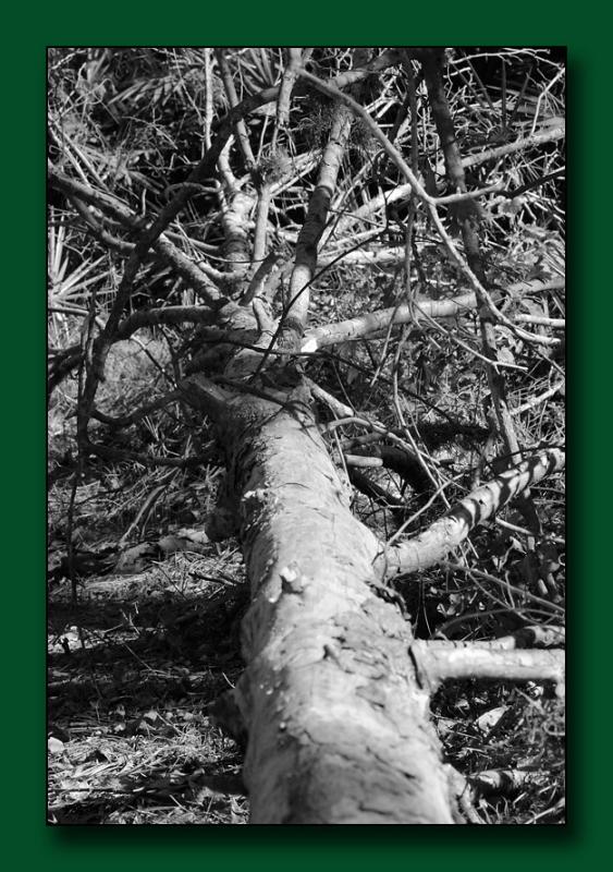 08 Fallen-Tree-BW2.jpg