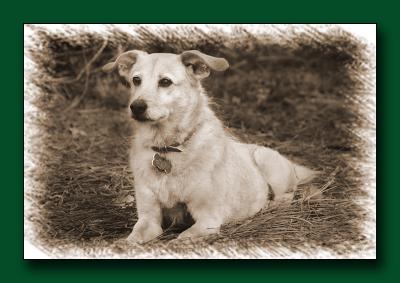 09 Dog-in-woods-Sepia.jpg