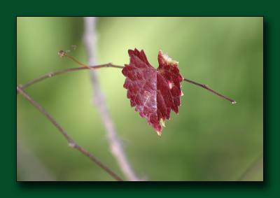 11 Lone-Red-Leaf.jpg