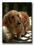 Maries-Doggy.jpg