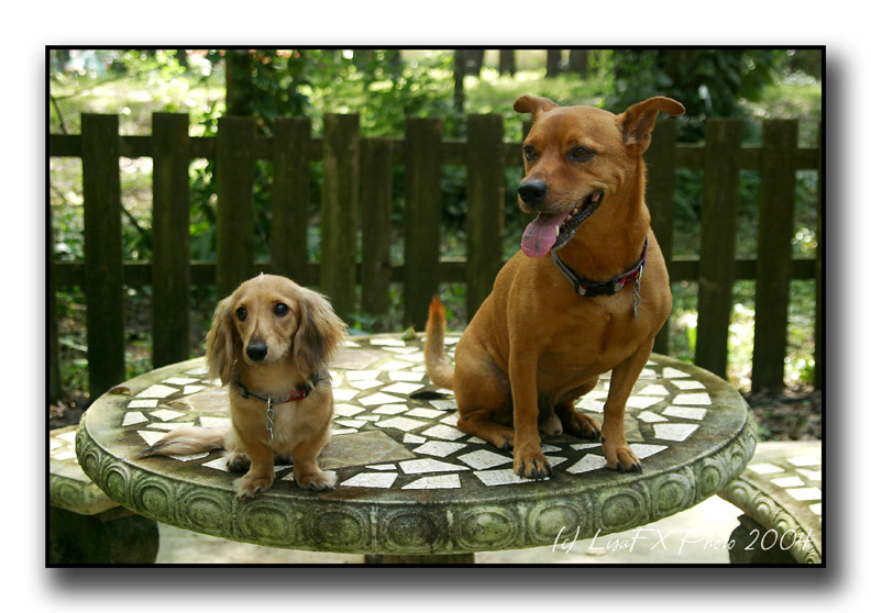 Don-&-Marie-Dogs.jpg