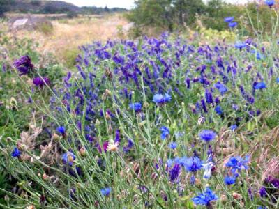 u47/liv2day/medium/30248839.wildflowers.jpg