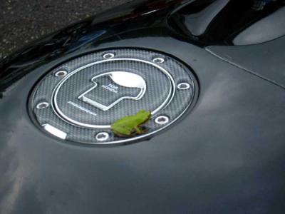 frog-on-honda.jpg