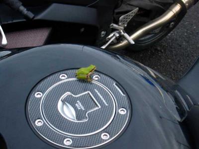 frog-on-honda2.jpg