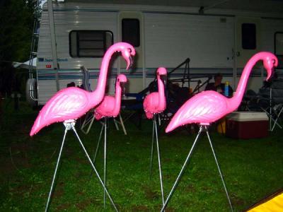 flamingos-outside-tent.jpg