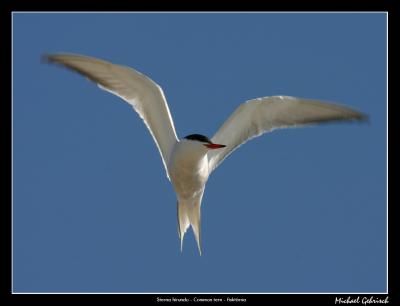 Common tern, Helikopterplattan, Malm