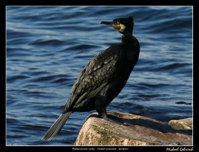 Great cormorant, Mlle