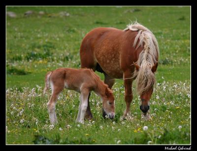 Nordsvensk foal, Raskerum