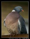 Wood pigeon, Bunkeflo