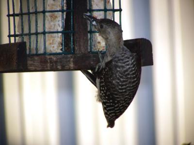 Juvenile Red Bellied Woodpecker 7/1/04