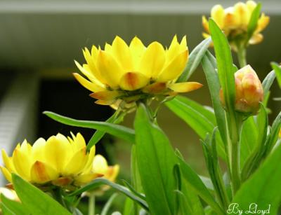 flowers_04