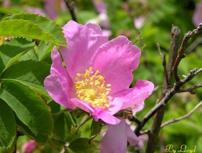 Pink Wild Rose 140.jpg