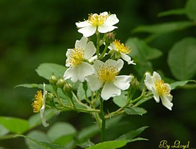 White Wild Roses 033.jpg