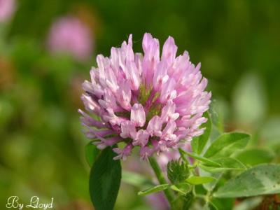Another Red Clover 083.jpg