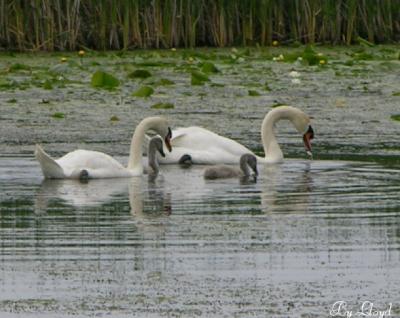 Swans and Cygnets 083.jpg