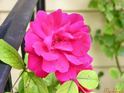 Roses and Raindrops 070.jpg