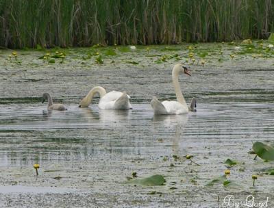 Swans and Cygnets 092.jpg