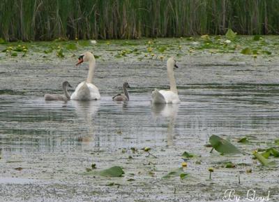 Swans and Cygnets 093.jpg