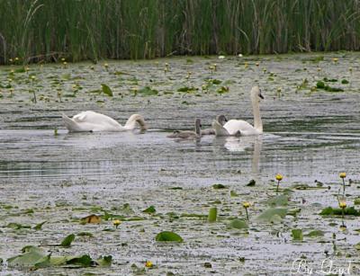 Swans and Cygnets 096.jpg