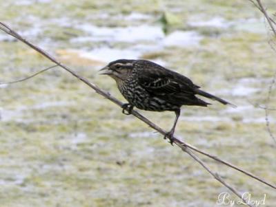 Mama Red-winged Blackbird 137.jpg