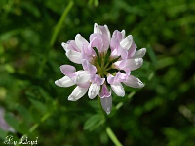Crown Vetch 040.jpg