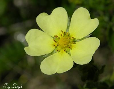 Sulphur Cinquefoil 050.jpg