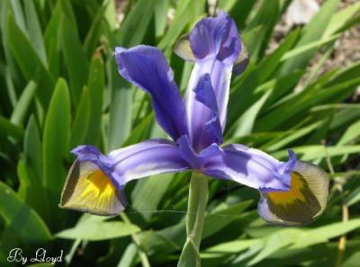 Wild Iris 139.jpg