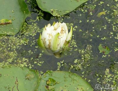 Water Lily opening 136.jpg