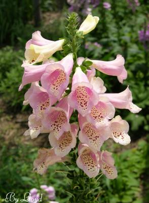 powell_gardens_missouri