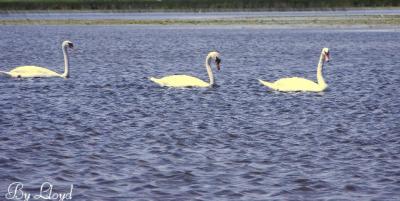 Swans 056a.jpg