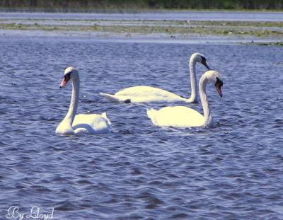 Swans 058a.jpg
