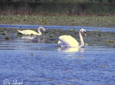 Swans 153a.jpg