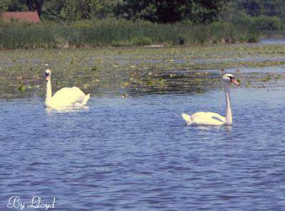 Swans 159a.jpg