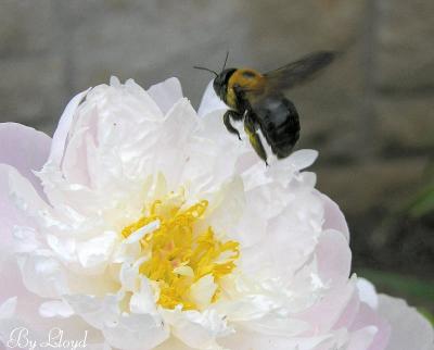 Bzzzzzzzzz  022aa.jpg