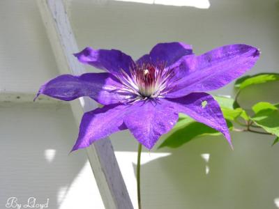 posies 034a.jpg