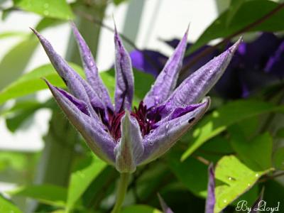 posies 036a.jpg