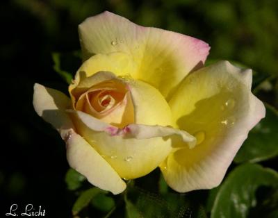 Rose 1848.jpg