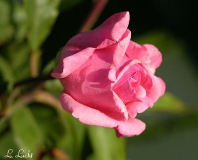 Rose 1856.jpg