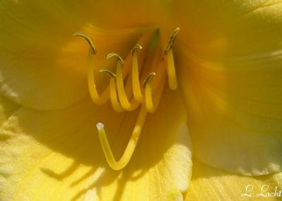 posies 004a.jpg