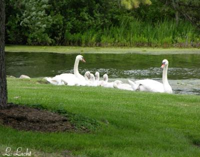 Wild life 140a.jpg