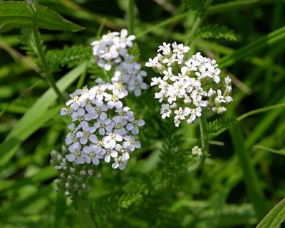 Common Yarrow  091.jpg