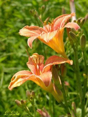 Pair of Lilies  114.jpg