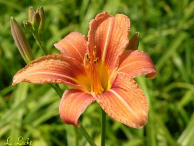 Prairie Lily110.jpg