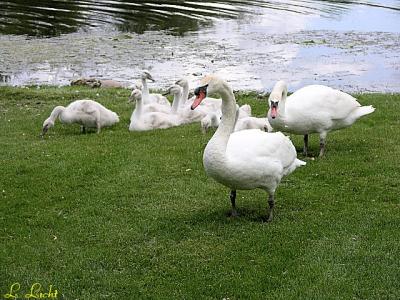 Swan Faimily 160.jpg