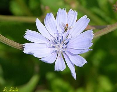 Chickory 047.jpg