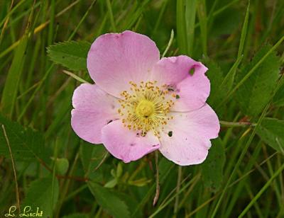 Pink Posie  073a.jpg
